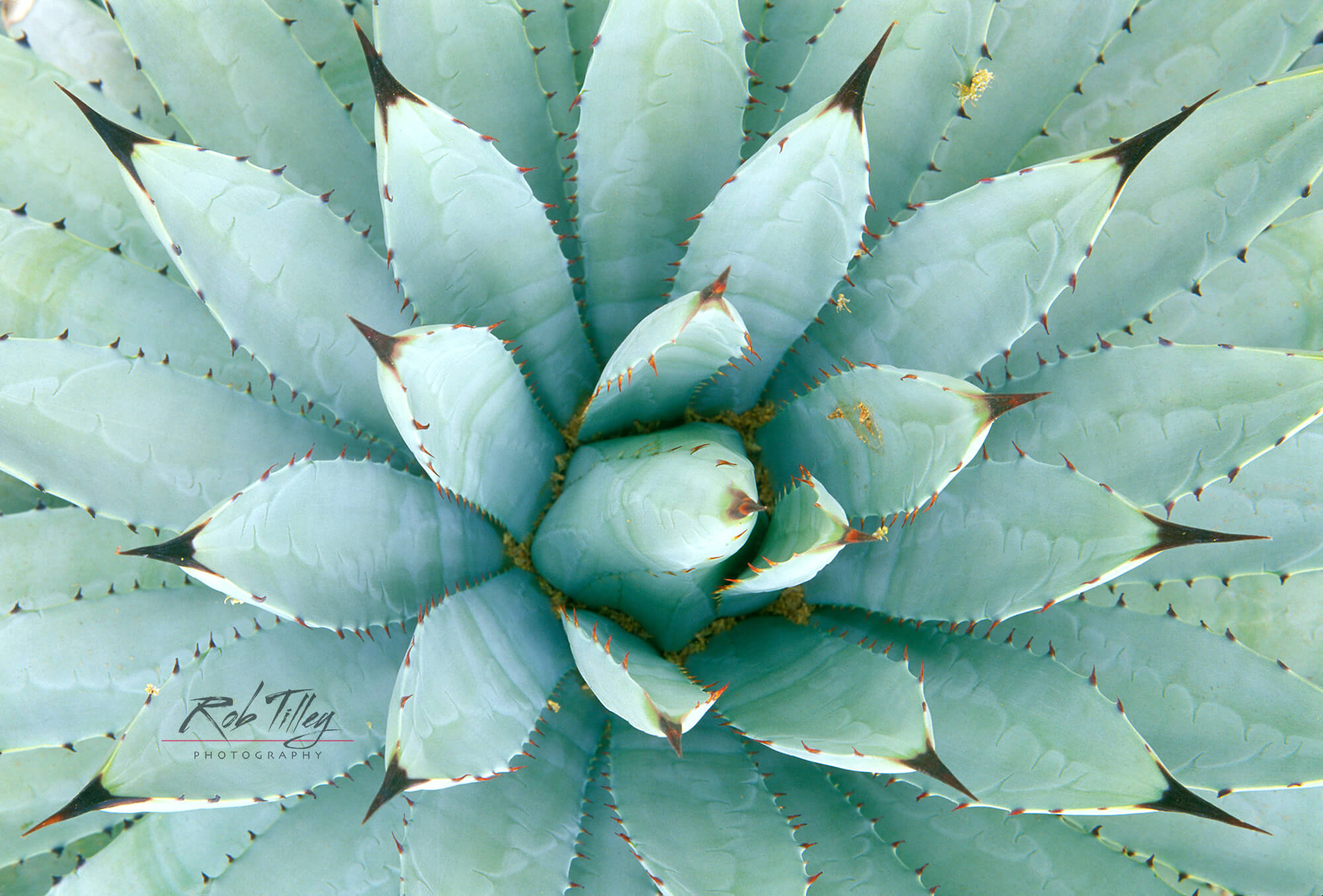 Agave I
