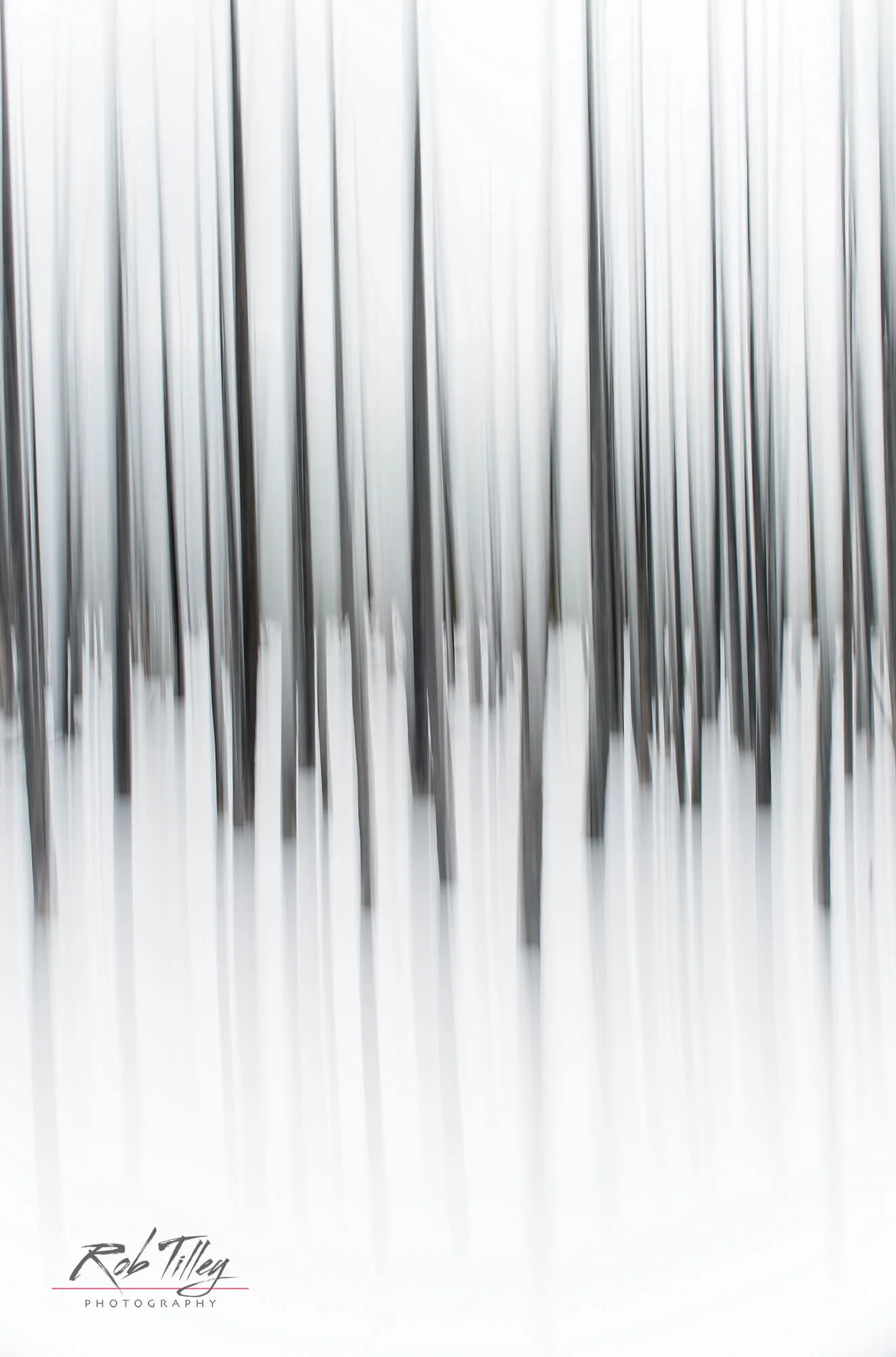 Winter Forest Abstract II