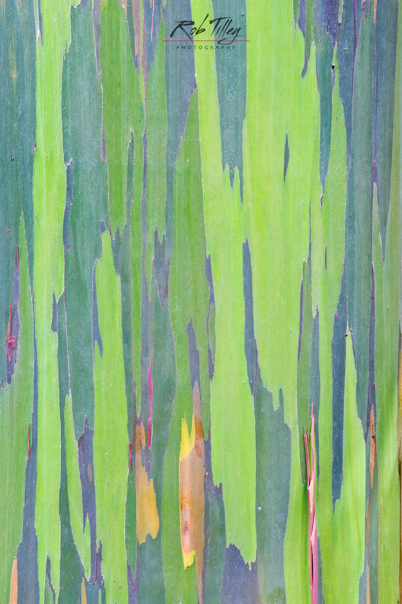 Rainbow Eucalyptus Trunk