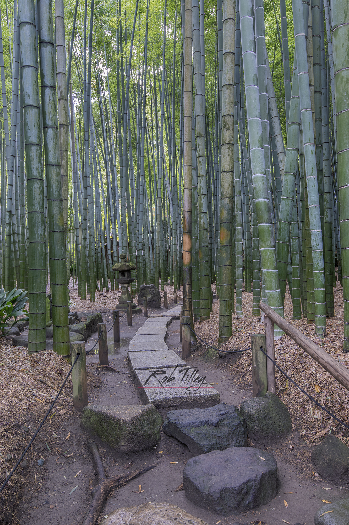 Bamboo Temple Garden III