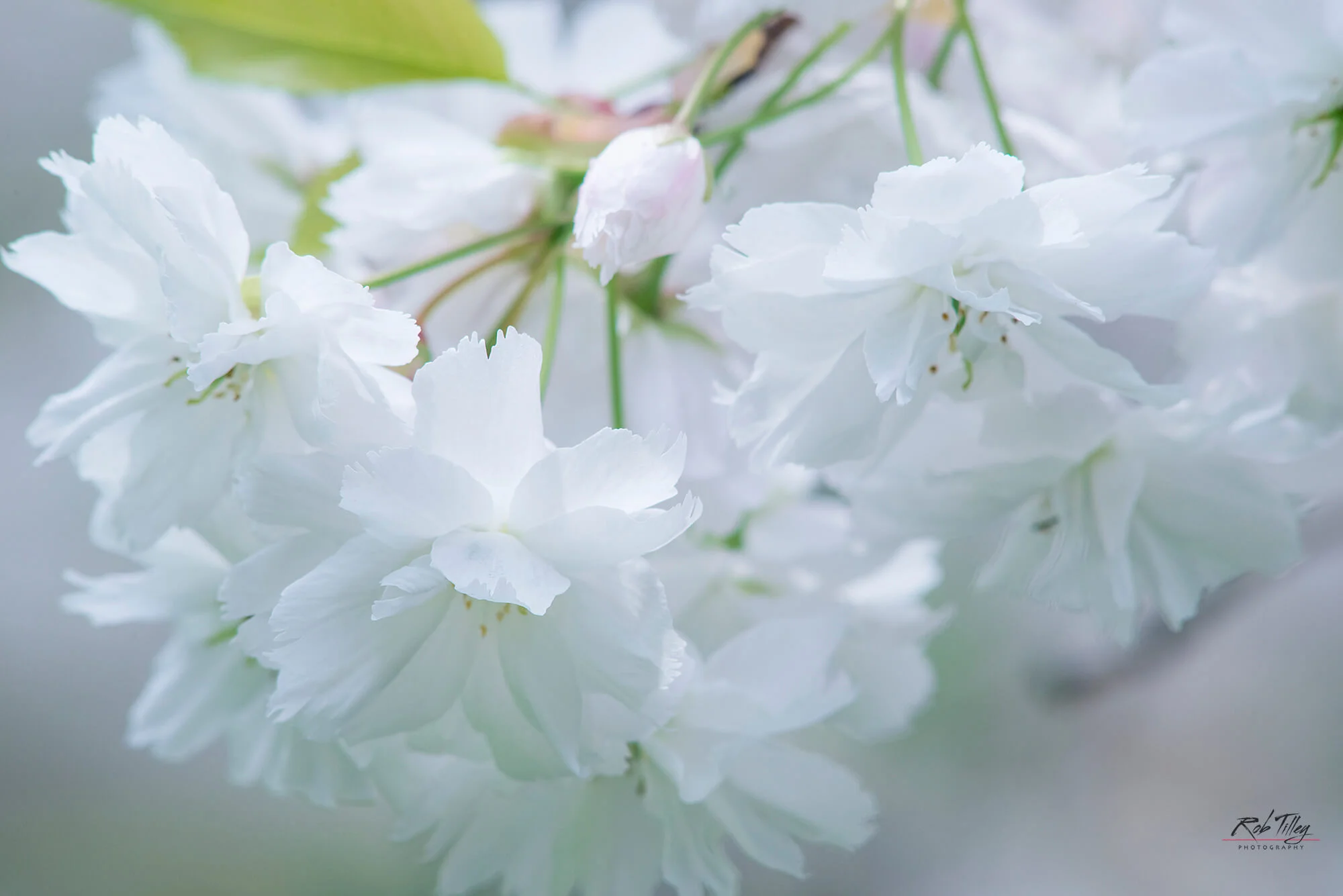 Cherry Blossoms