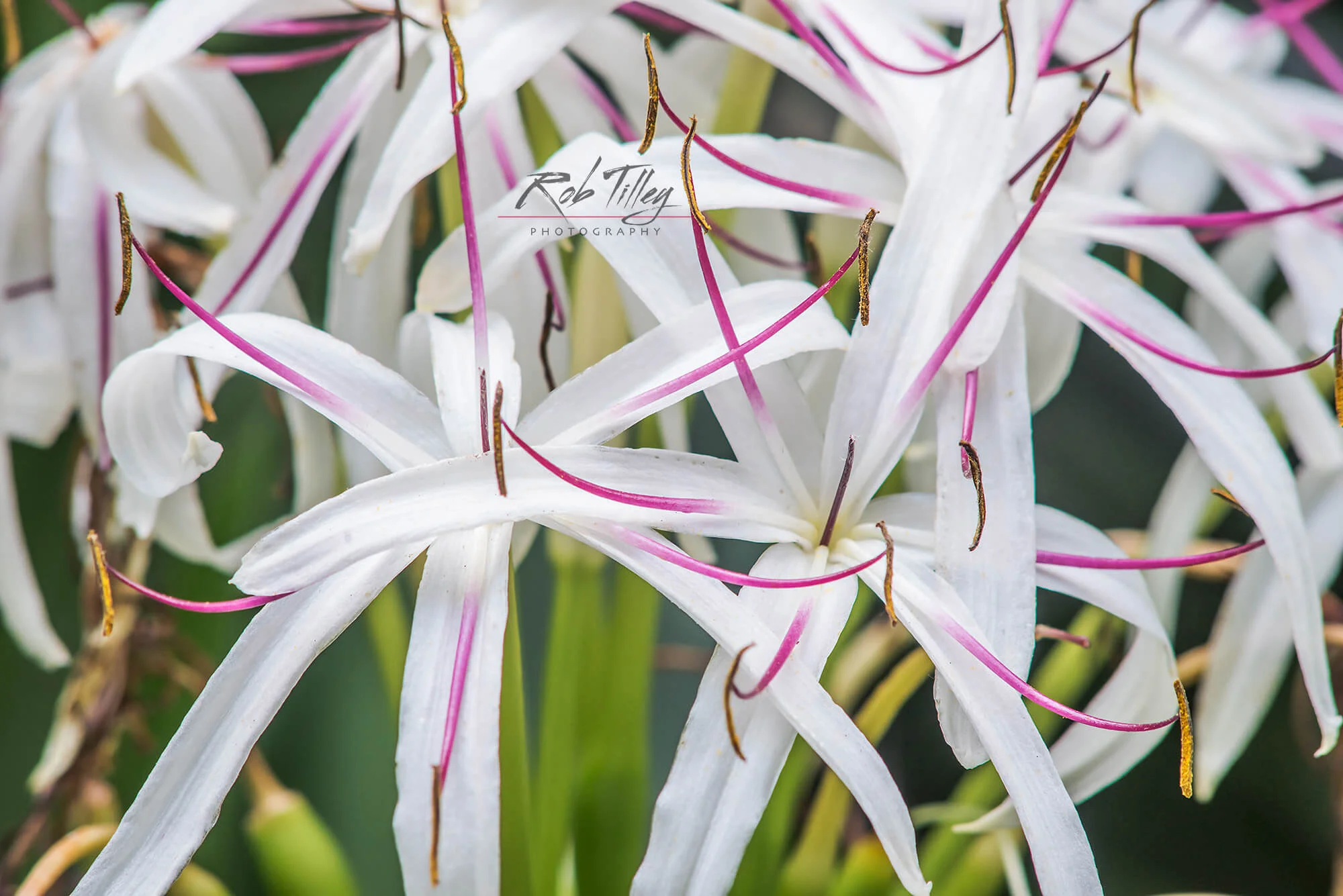 Spider Lily
