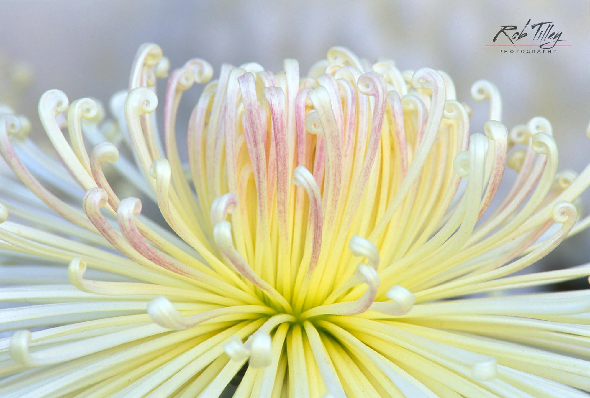 Chrysanthemum I