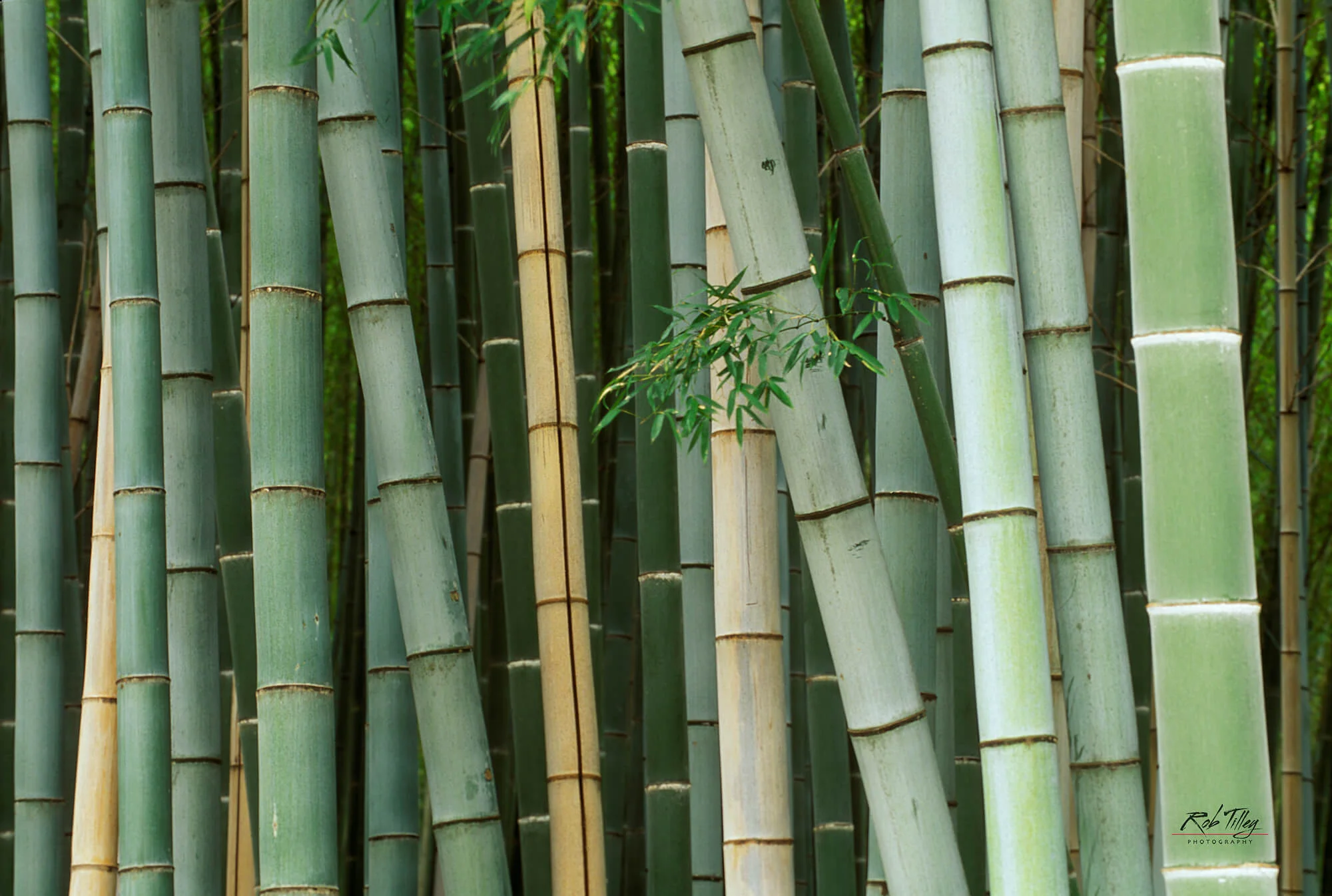 Bamboo Forest