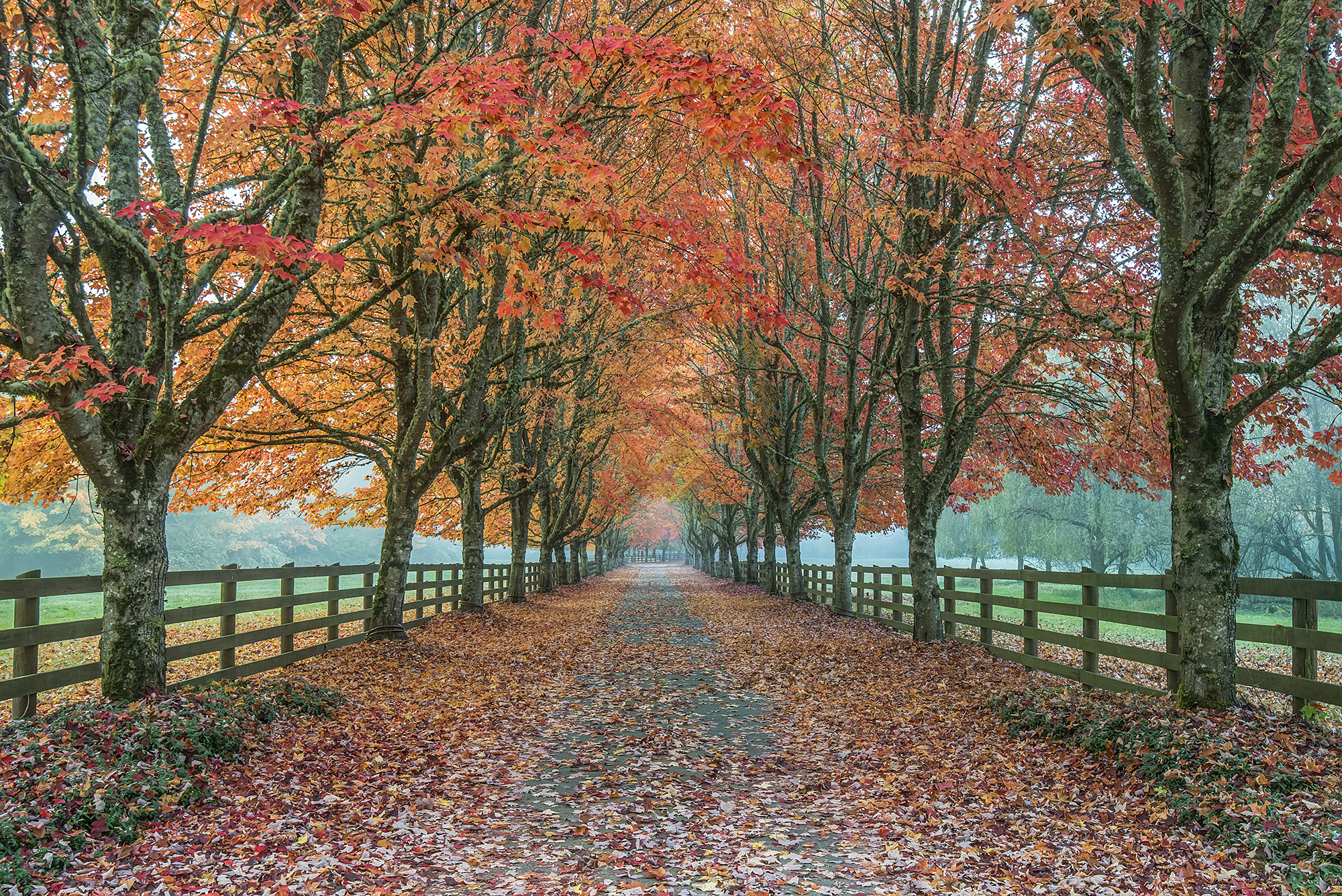Autumn Country Road I