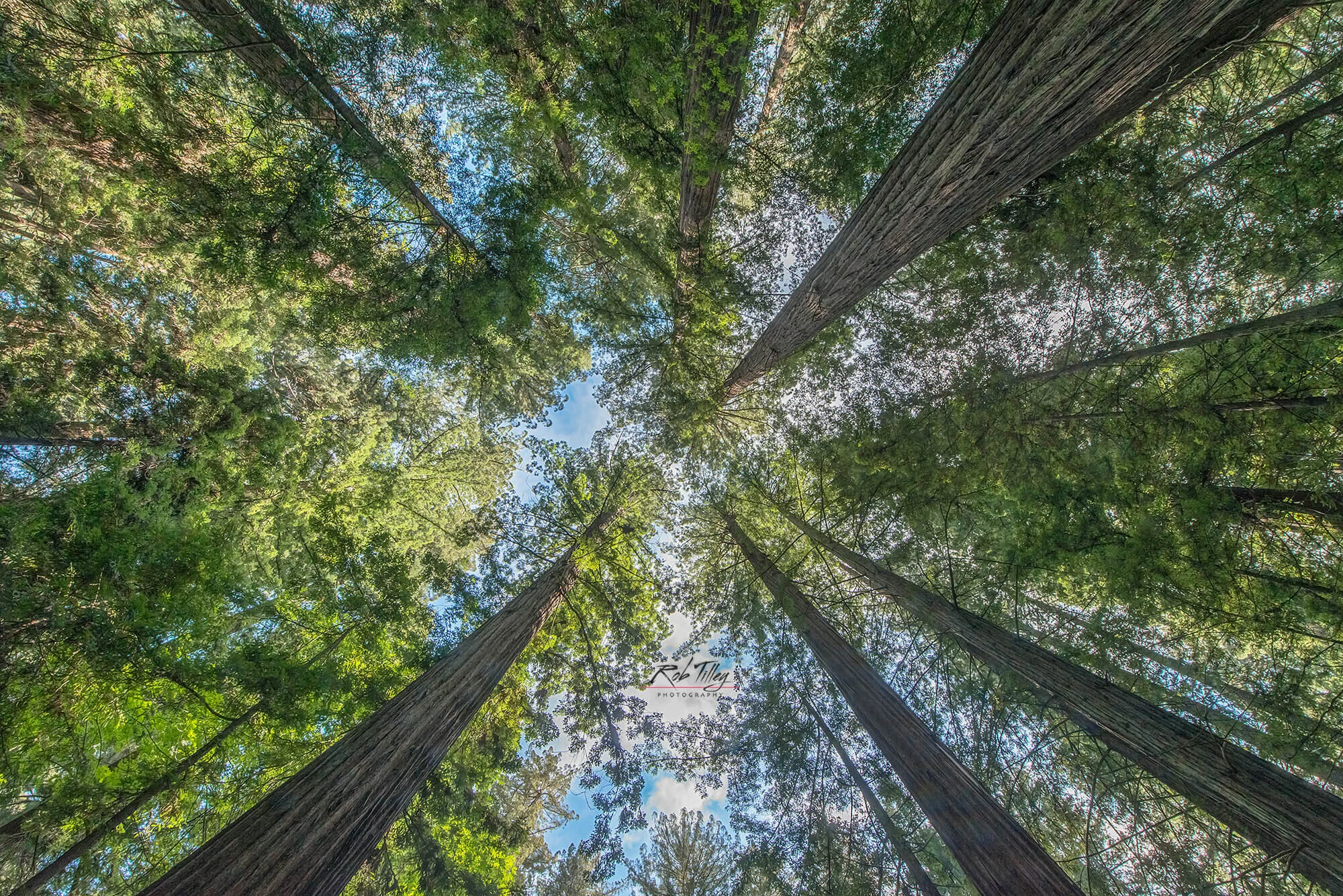 Avenue of the Giants
