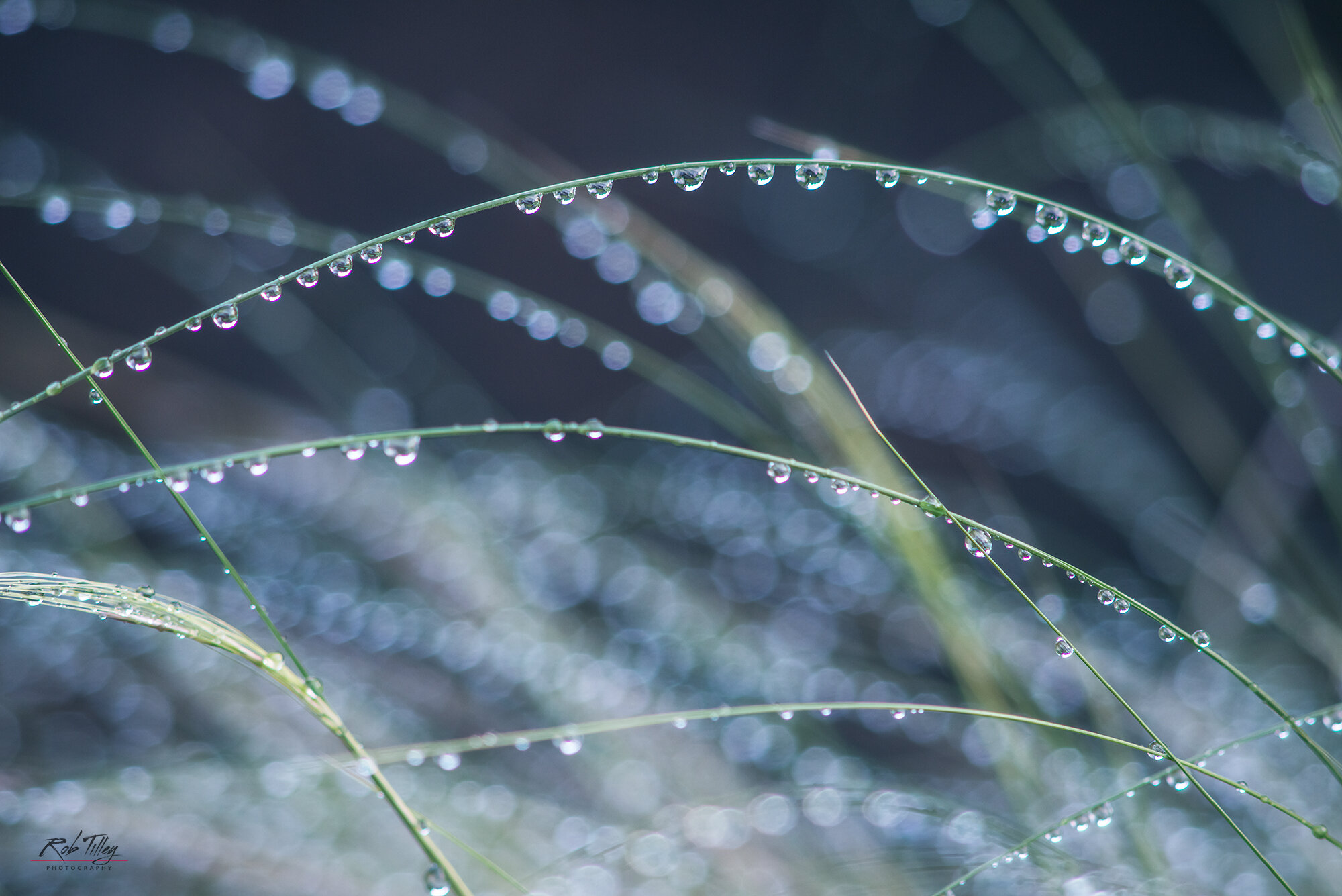 Water Drops on Grass
