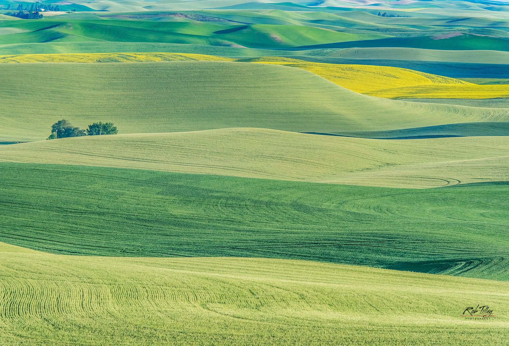 Palouse Farm Fields