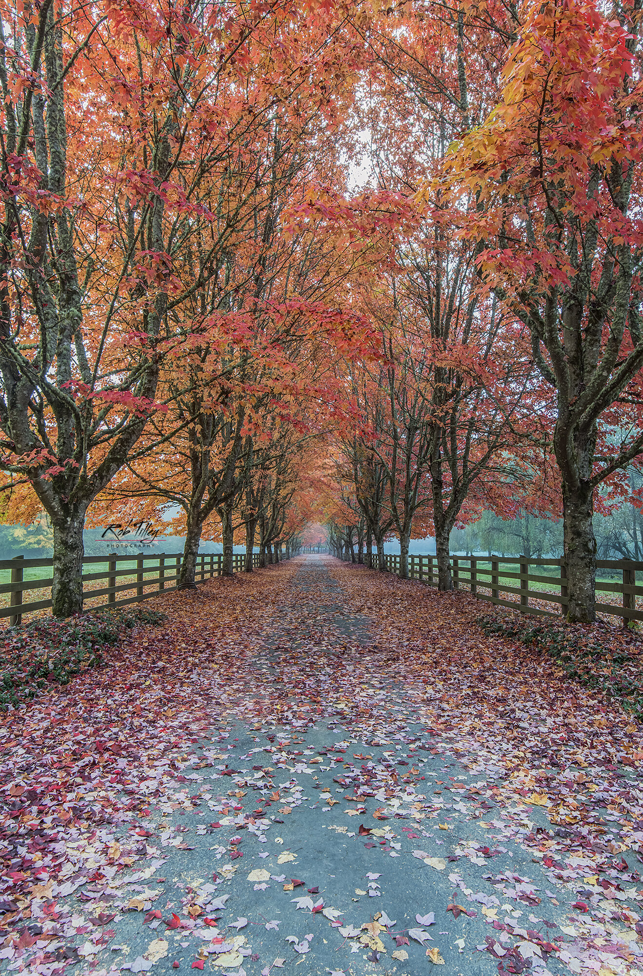 Autumn Country Road II