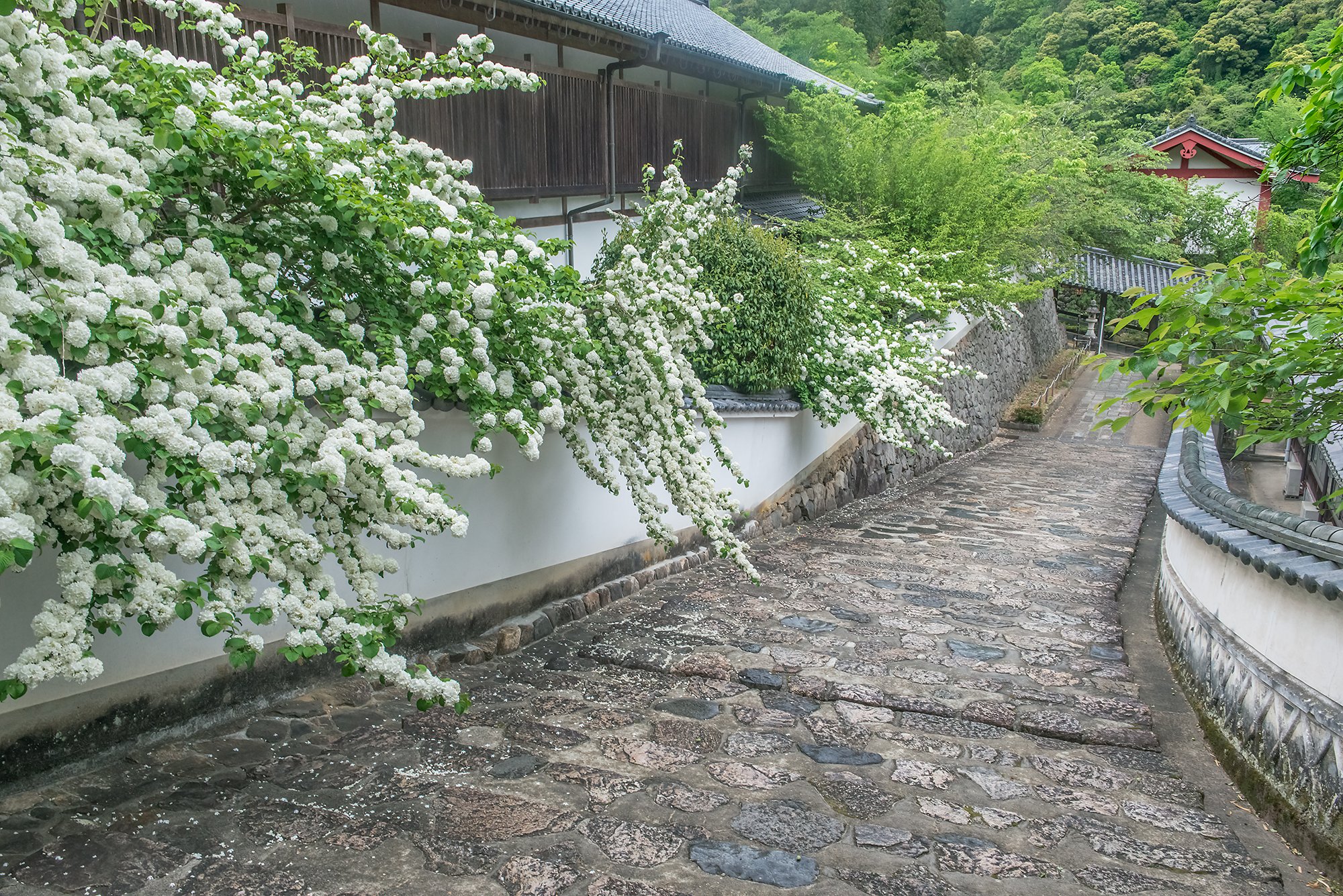 Hasedera Temple II