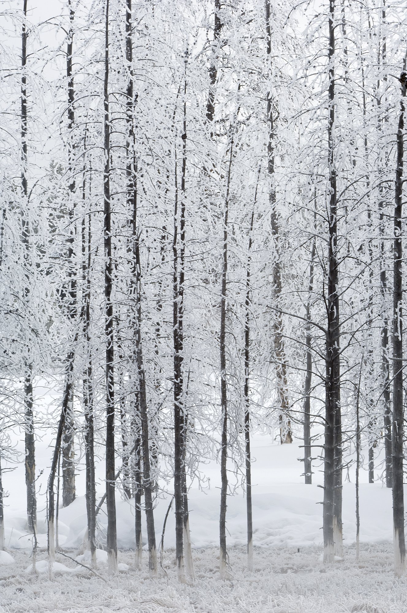  Hoarfrost Trees 