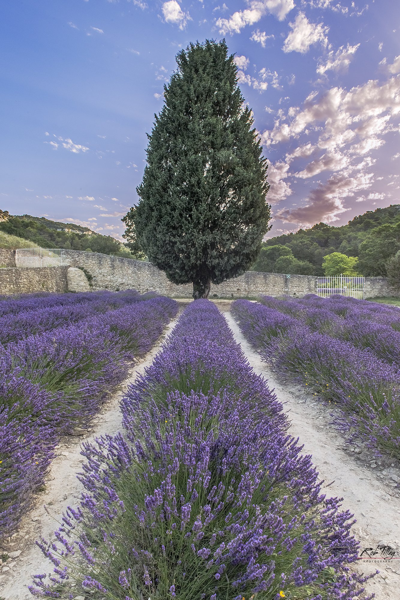 Lavender & Cypress Tree