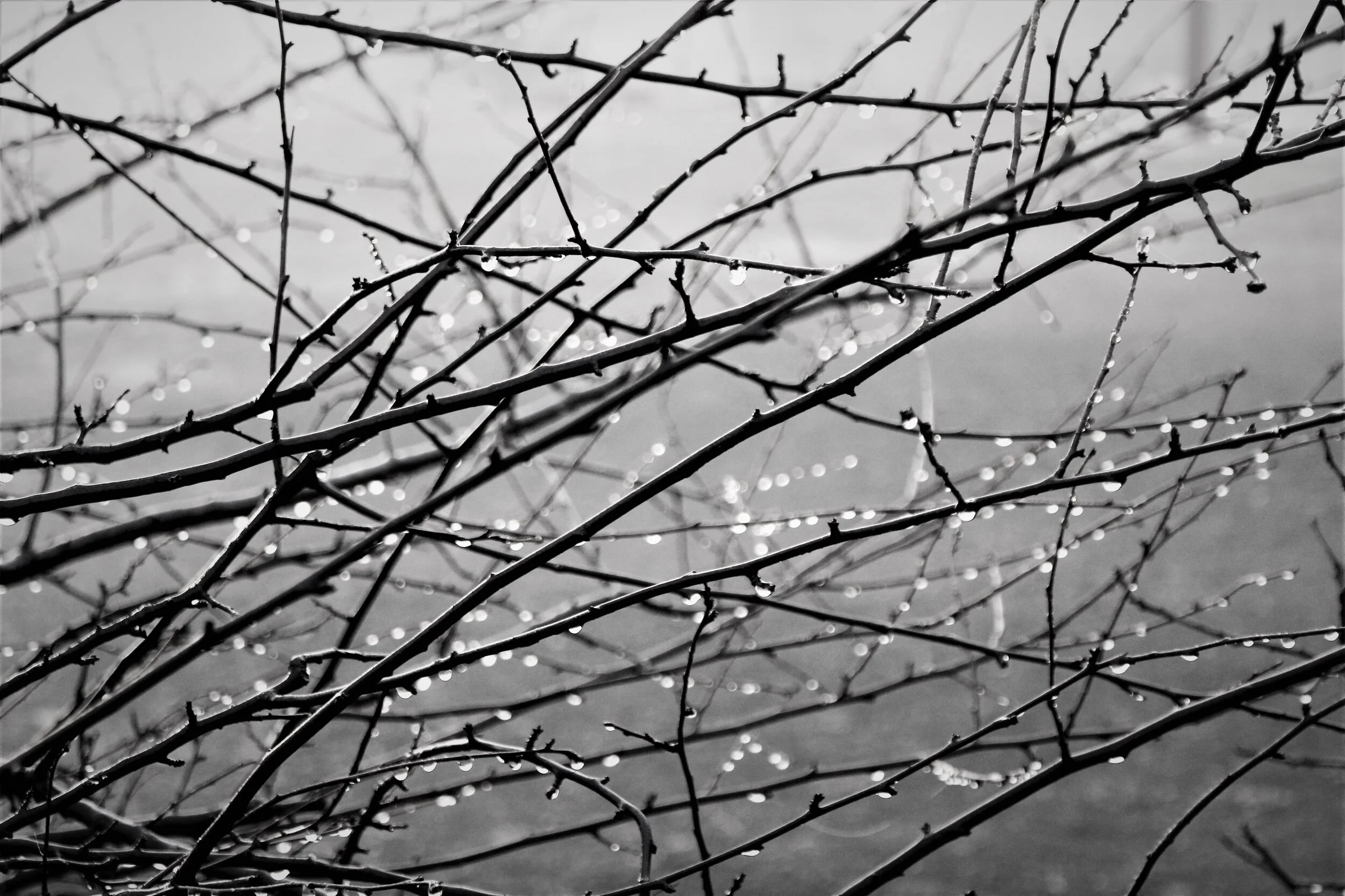Four Tree Lieder for Waiting with Creation - Advent Week 3