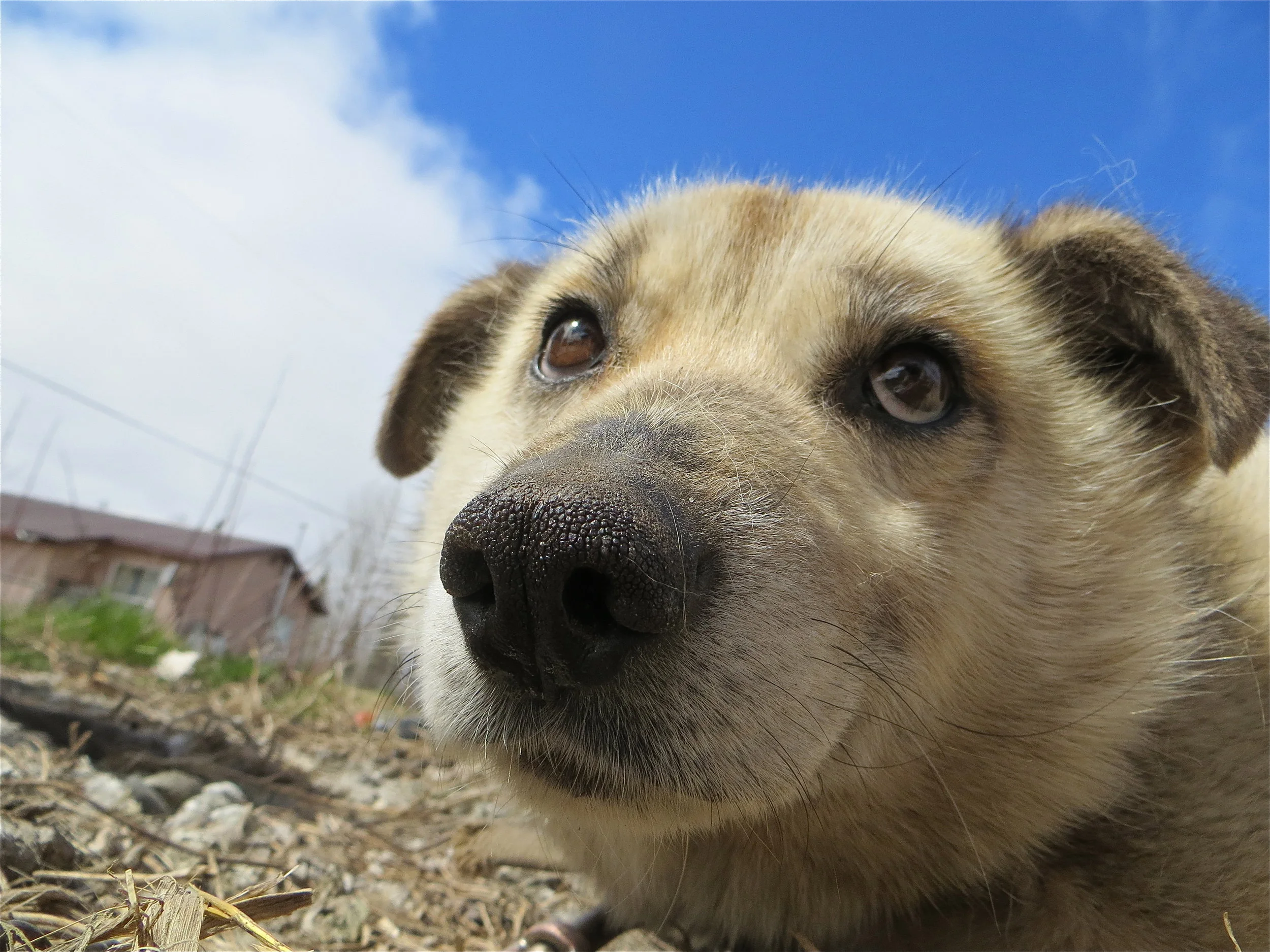 How it helps animals