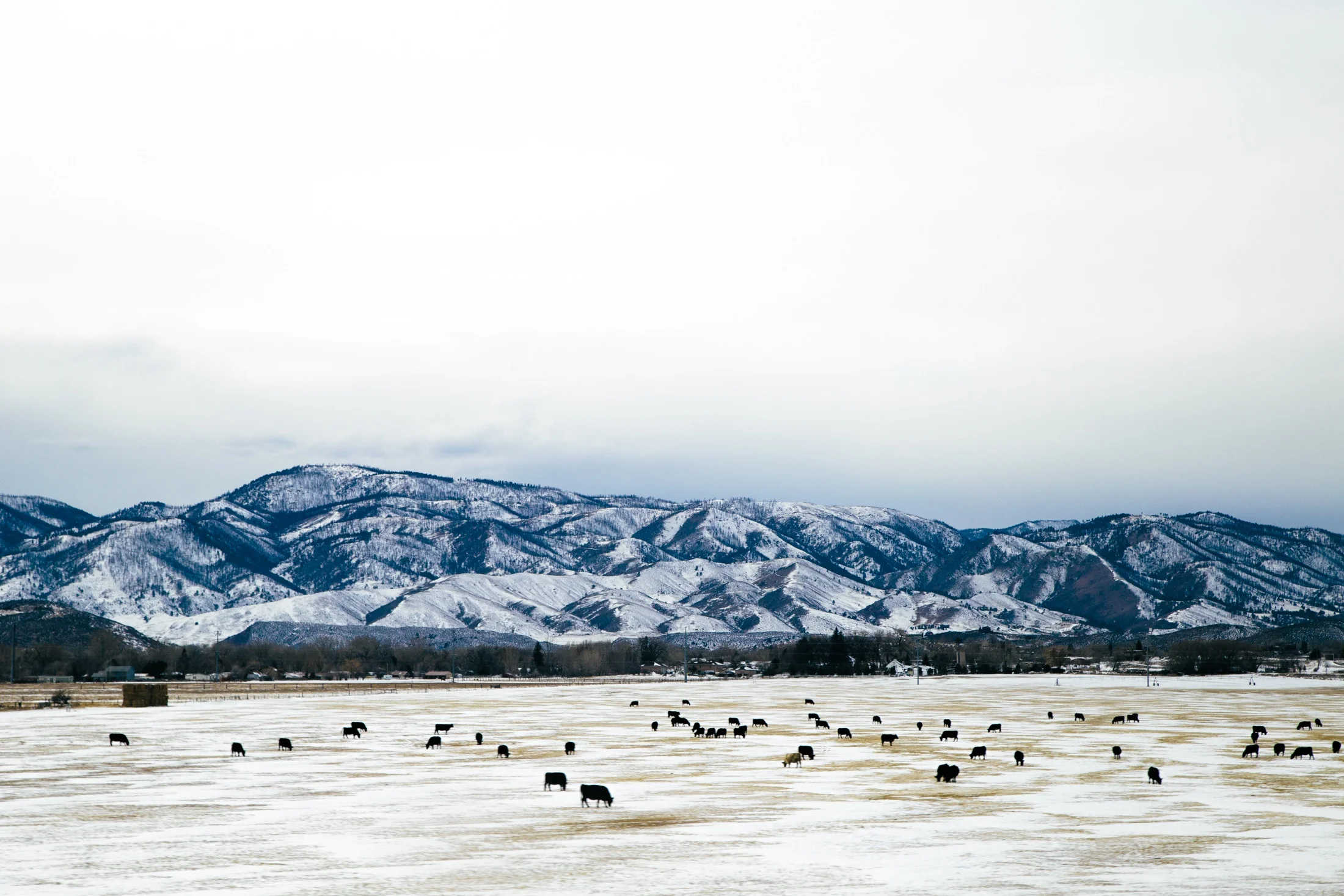 dan-gribbin-55093-unsplash.jpg