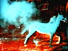 image (1).png