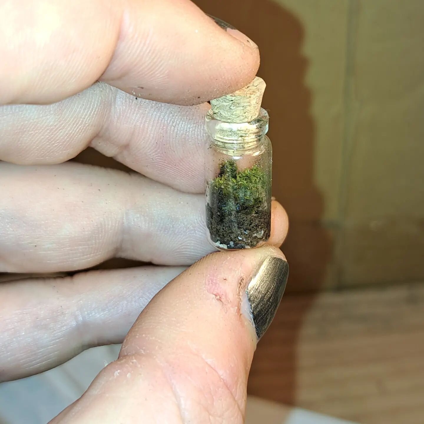 I'm sorry I haven't been posting lately. I have been on a personal mission to create the world's smallest terrarium

#miniatureterrarium #terrarium #mossterrarium #moss #miniterrarium #miniaturebottles