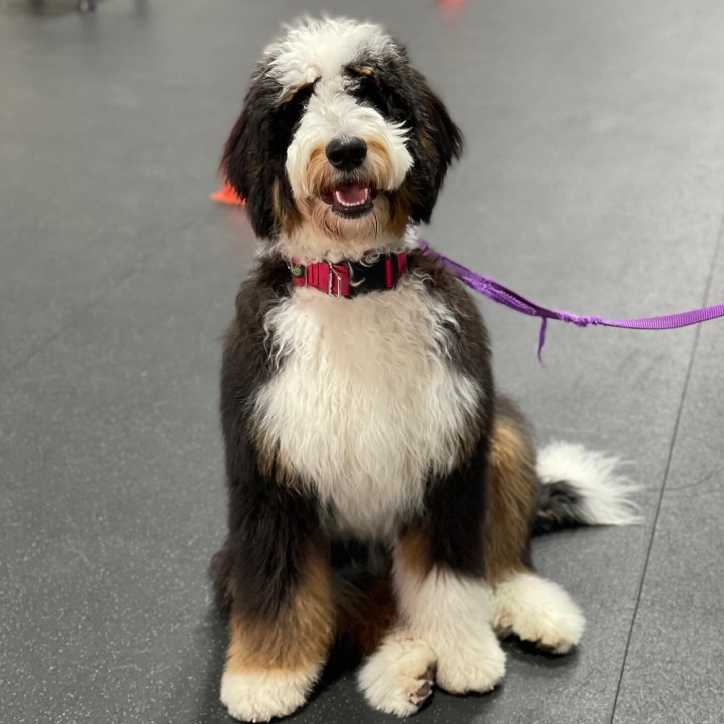 Meet Sal!

Sal is an eight-month-old Bernedoodle puppy who joined our AO Fur Family in October of 2021 for a customized training plan that was designed to meet the Selman Family&rsquo;s needs as well as accomplish their overall training goals. Sal pr