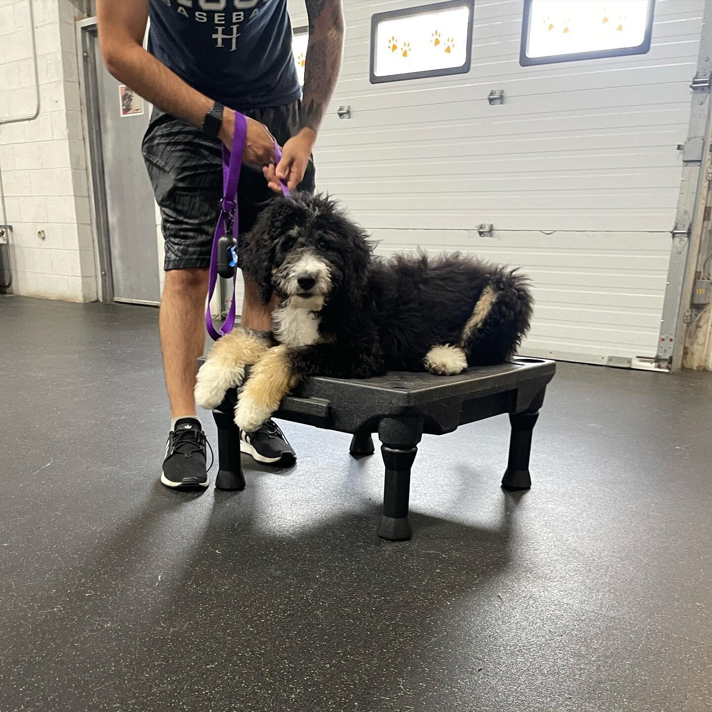 Meet Stella! 🐾

Stella is a five-month old Bernedoodle puppy who joined our AO Fur-Family in June of this year for a customized basic obedience training plan that was designed to meet the Lopez Family's needs as well as accomplish their overall trai