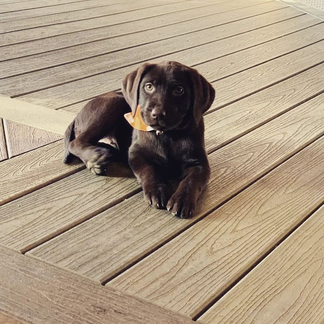 It's hard to believe this little floof has been with us for a year and a half now. She is our best closer and even better - she works for treats! Sitka is super sweet with kids and adults alike and she's here to help you design the deck of your drea