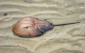 DISAPPEARING BIODIVERSITY Part 3. HORSESHOE CRABS AND US