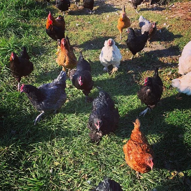 GOOD MORNING!!! &bull;
&bull;
#organic #natural #farmHer #sustainable #freerange #microfarm #eggs #humane #chickens #produce #farming #farmlife #sustainableag #nature #holistic #sturgeonbay #doorcounty #wisconsin 
#biodynamic
#permaculture #periwinkl