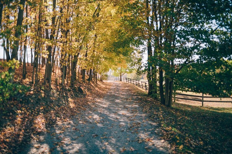 Fall+Pathway.jpg