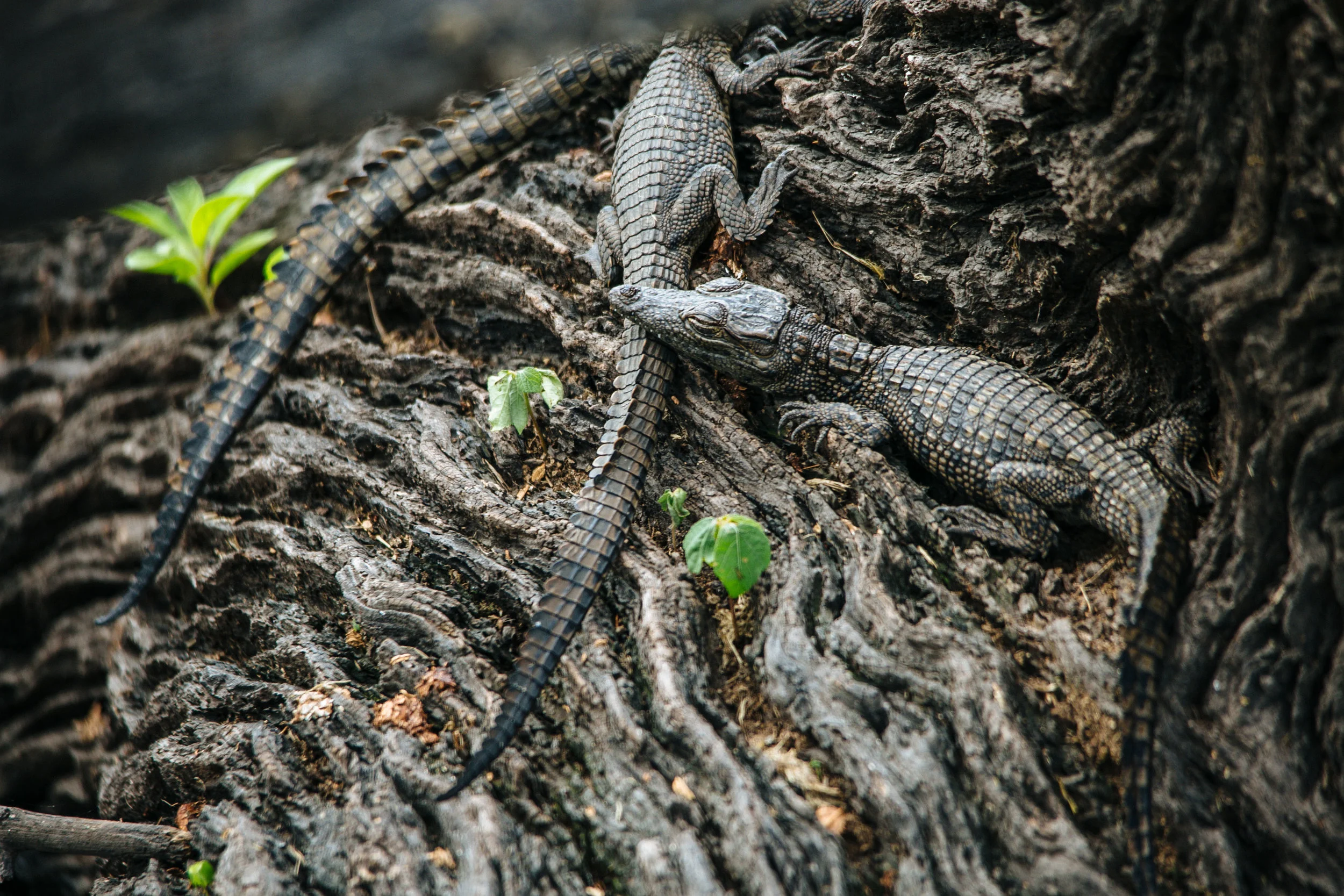 20150207_KU_Zambia_088.jpg