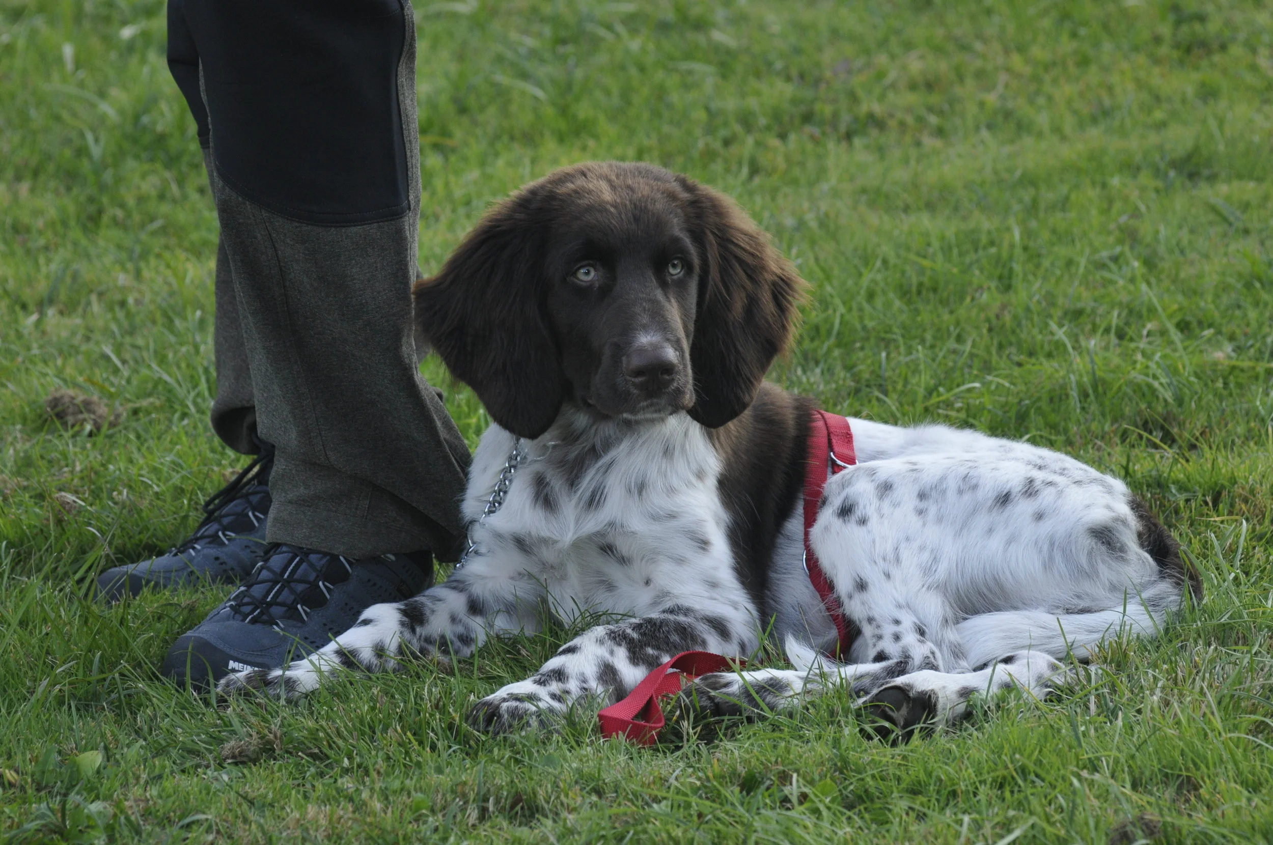 Die Jagdhundeführerkurse 2019
