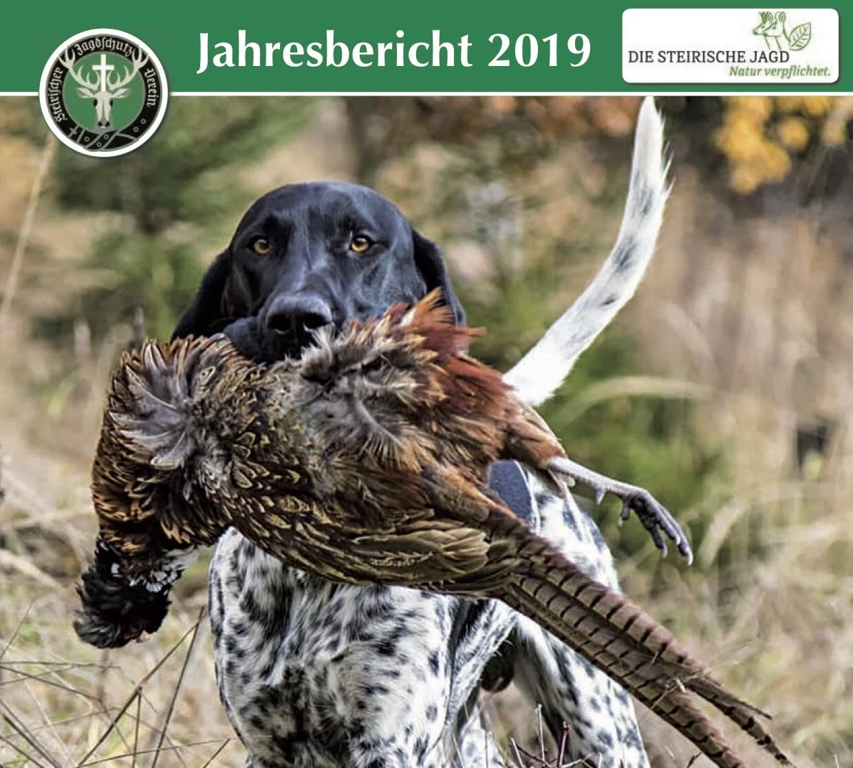 Jahresbericht 2019