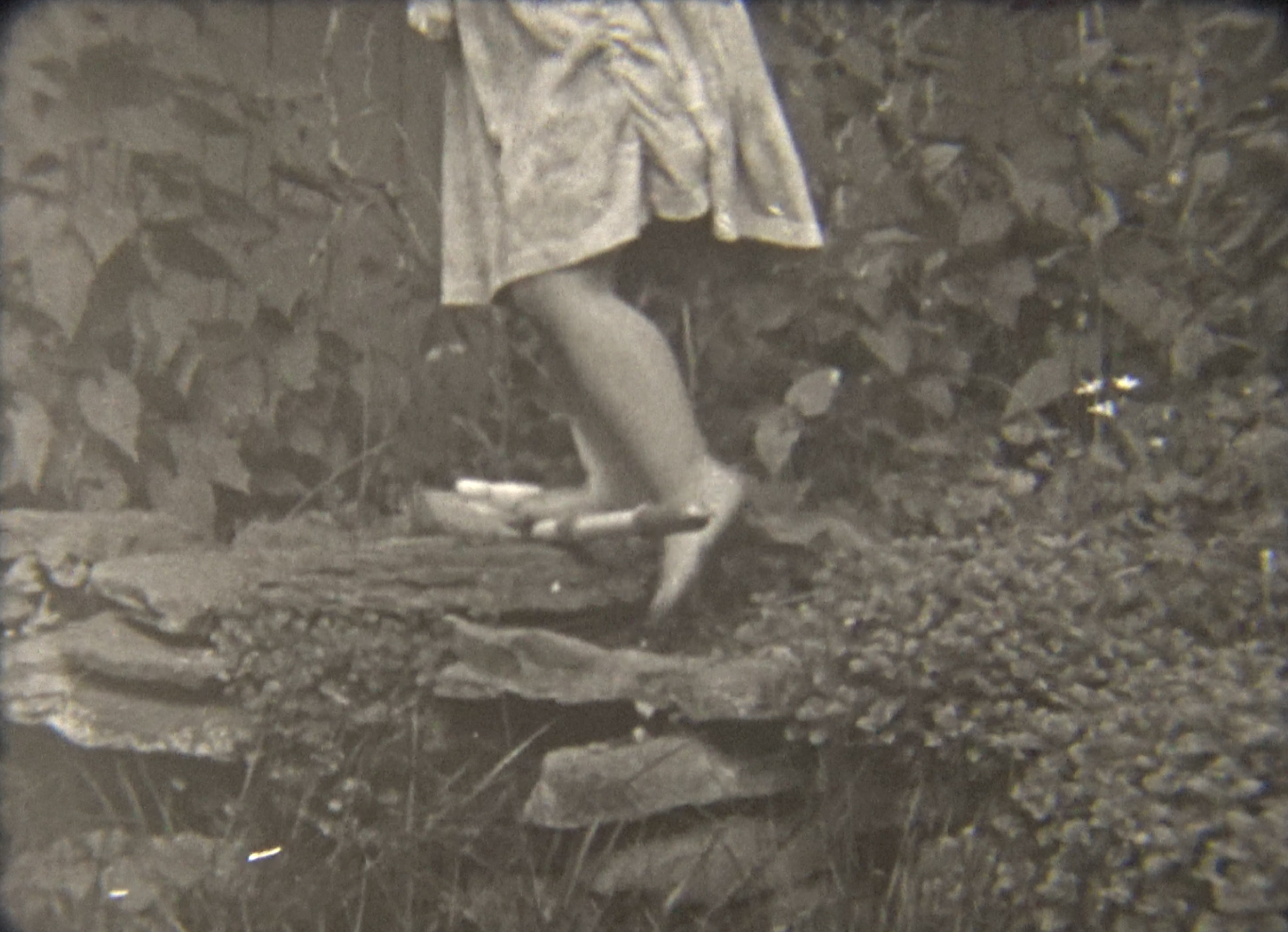 Some Problems of Domestication: Short Films by Alison Folland