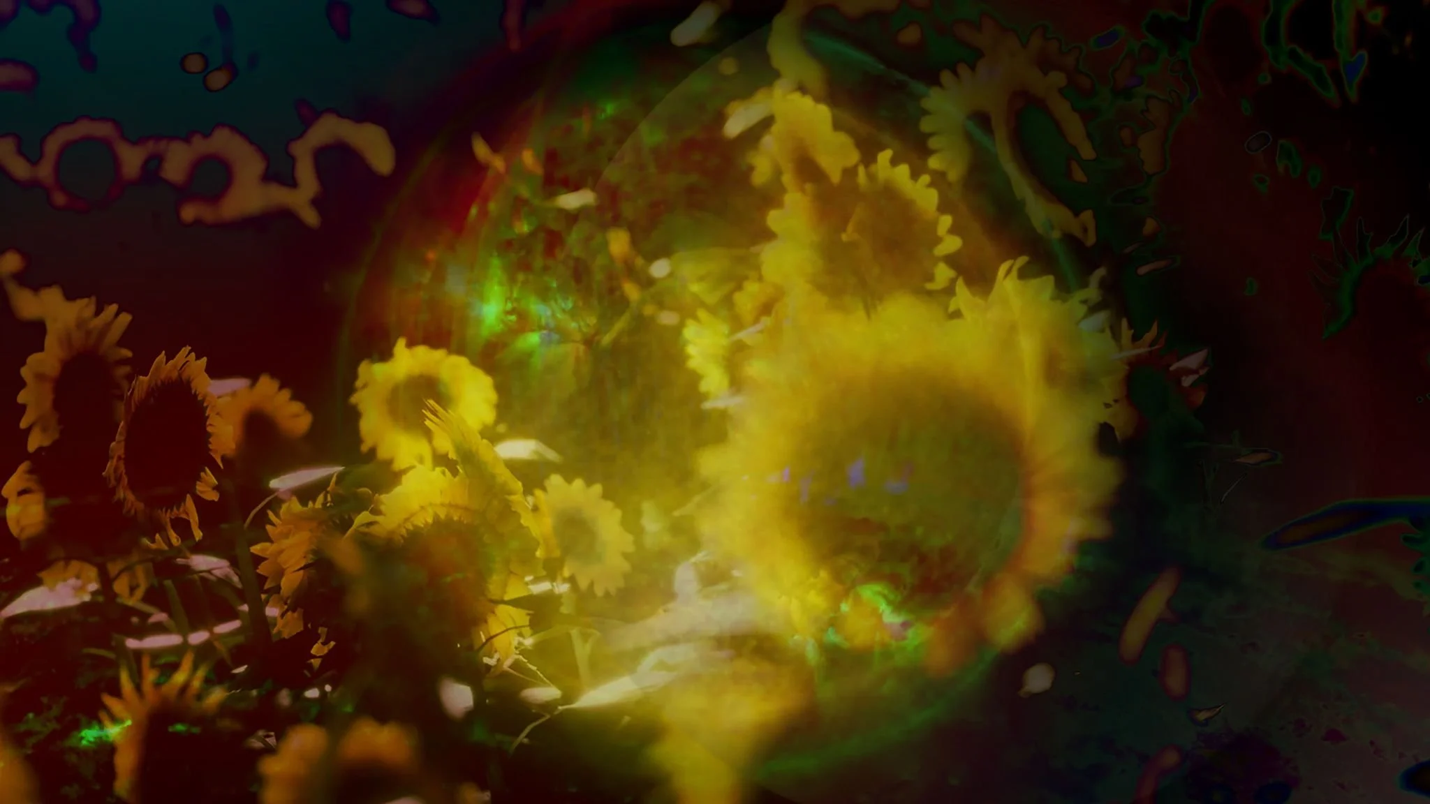 Four recent works by Sylvia Schedelbauer