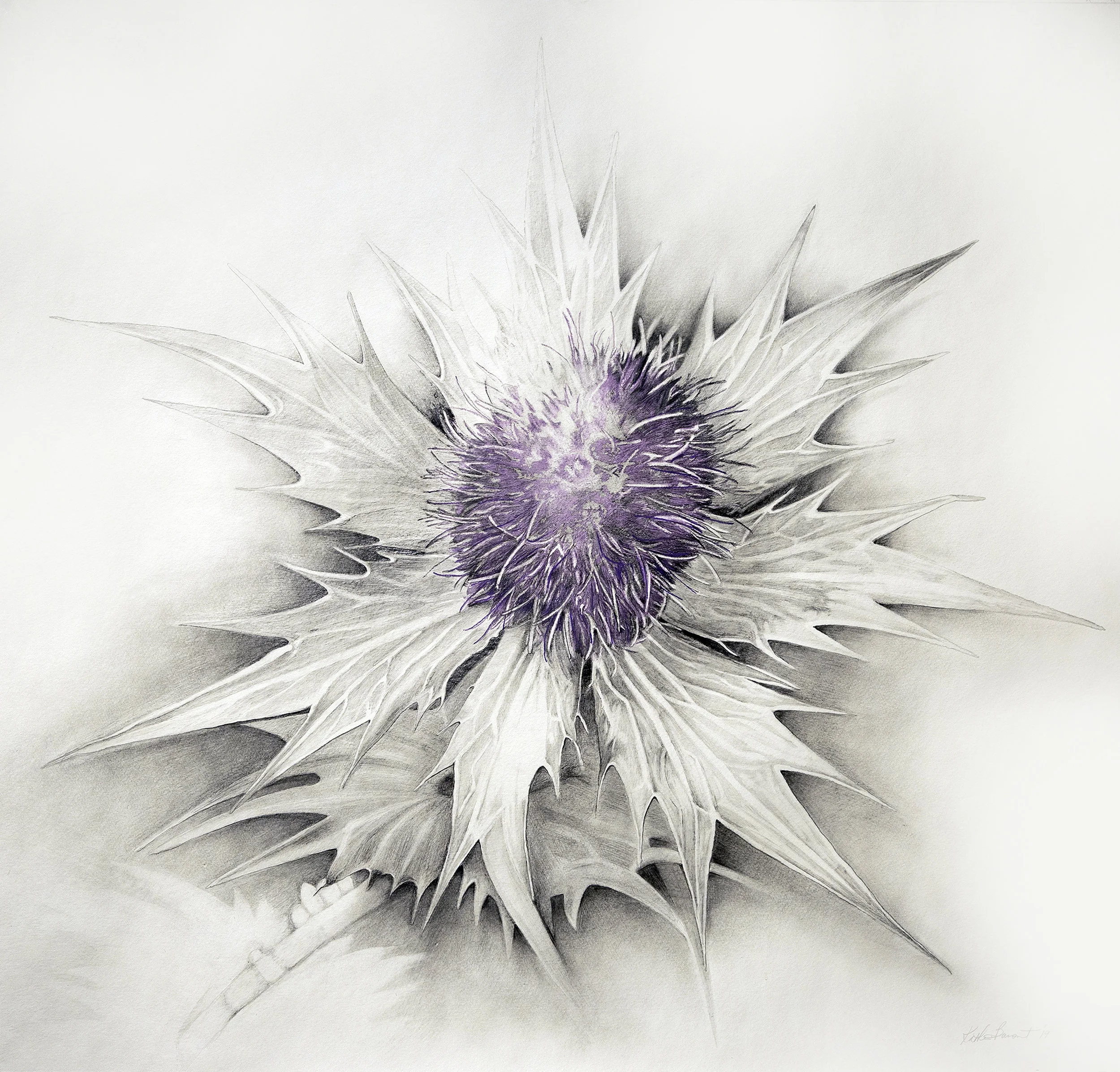 Baronet_Lavender Thisile_33.5x35_5M.jpg