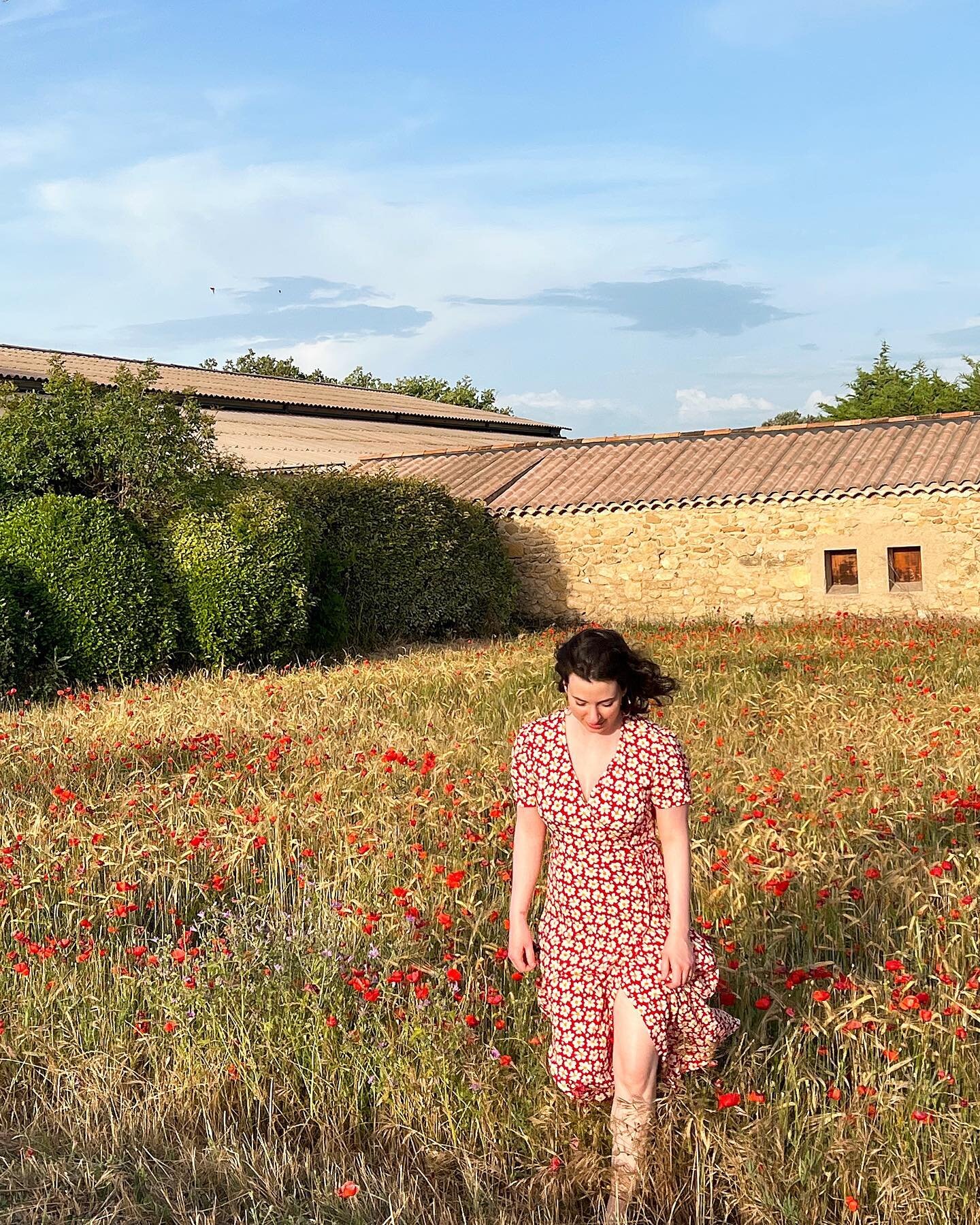 The red poppies of Provence 🇫🇷