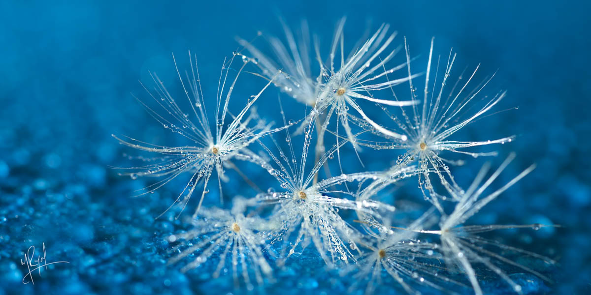 cluster fluff_macro photograph white dandelion seeds water drops