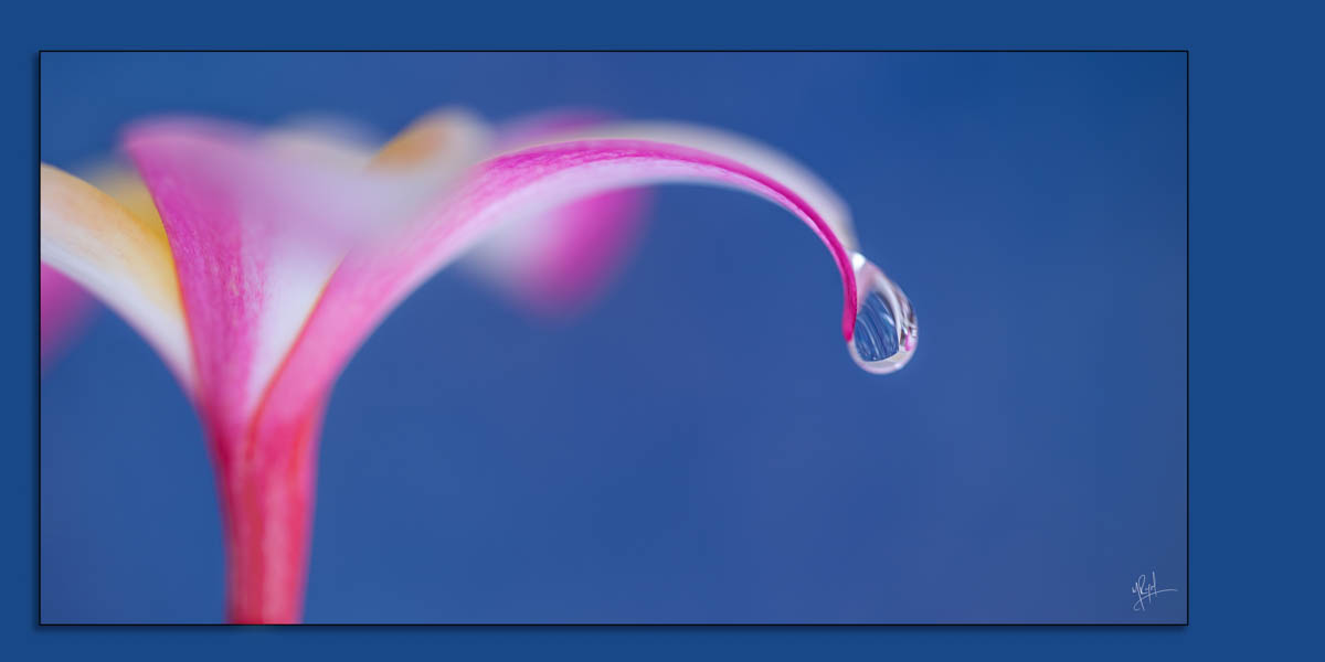 perfect_plumeria macro photograph of plumeria pink flower with one water drop on blue background soft focus shallow depth of field