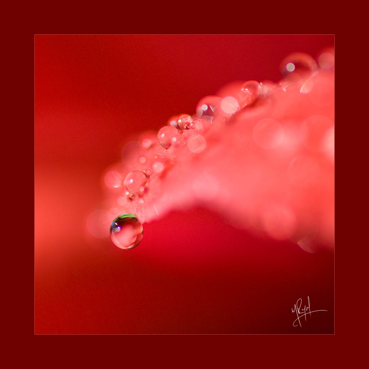 ruby_rain macro photograph of rose with simple water drops on it  abstract  art  red background green reflection in drop