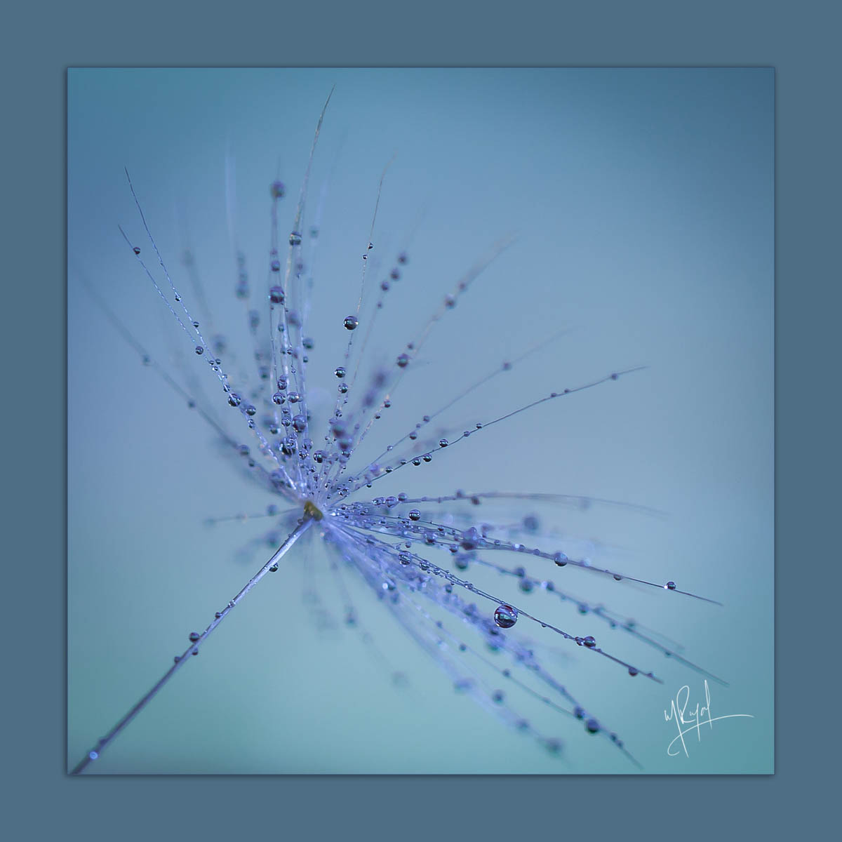 wishmaker_monica royal abstract  art single dandelion fluff seed on blue background with LED light and shallow depth of field