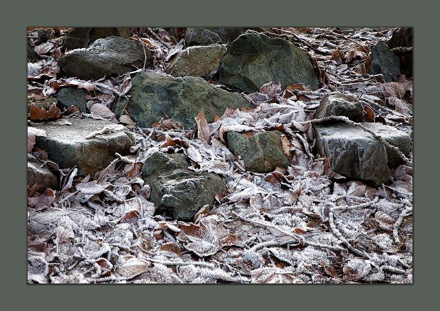 A friend told me that the first frost has formed this morning in Ontario. Makes me miss home badly. #misscanada #homesick  #frost #nature #naturephotography #wildlife #landscapephotography #TeamCanon #healthcare #fineartphotography #interiordesign #h