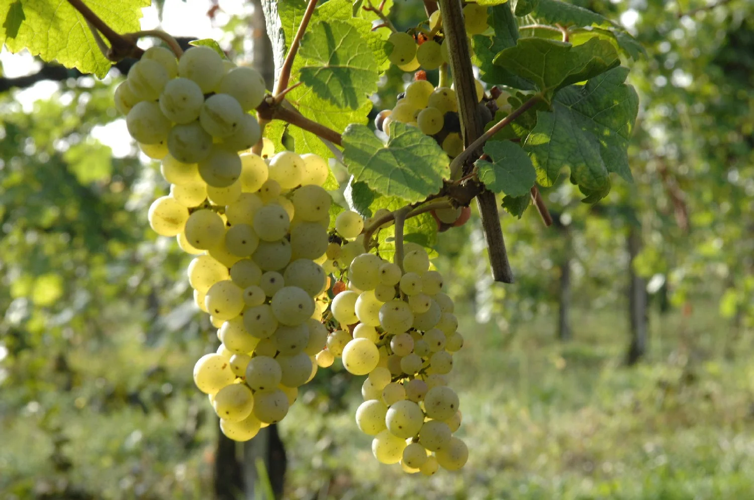 Vitigni_autoctoni_del_Veneto-_il_Manzoni_bianco.jpg
