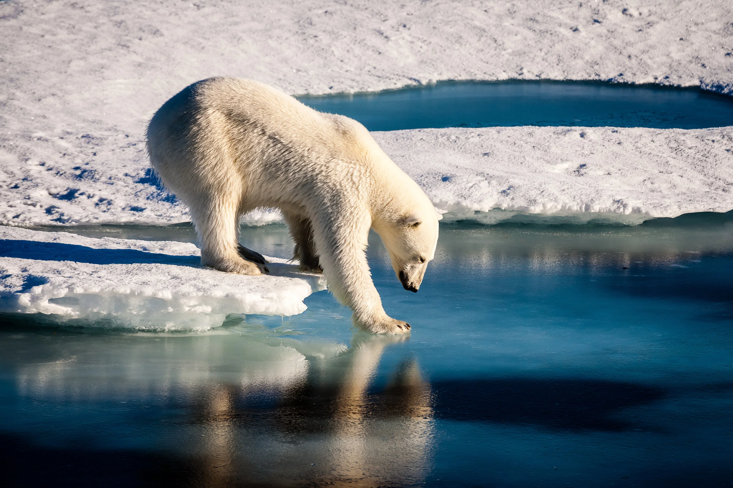 Orso polare