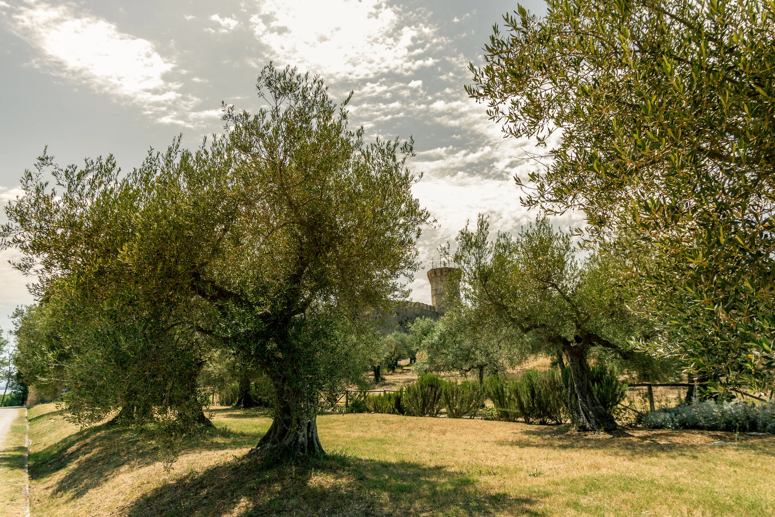 Ulivi secolari presso il castello
