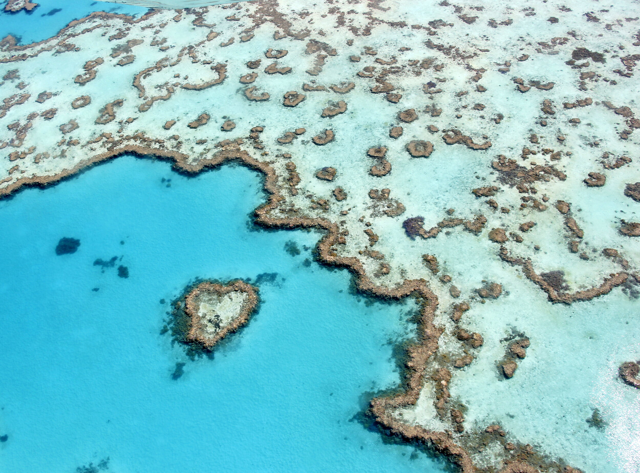The_heart_reef,_part_of_the_Great_Barrier_Reef_near_Airlie_Beach,_Whitsunday_Islands,_Queensland.jpg
