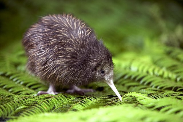 kiwi.jpg