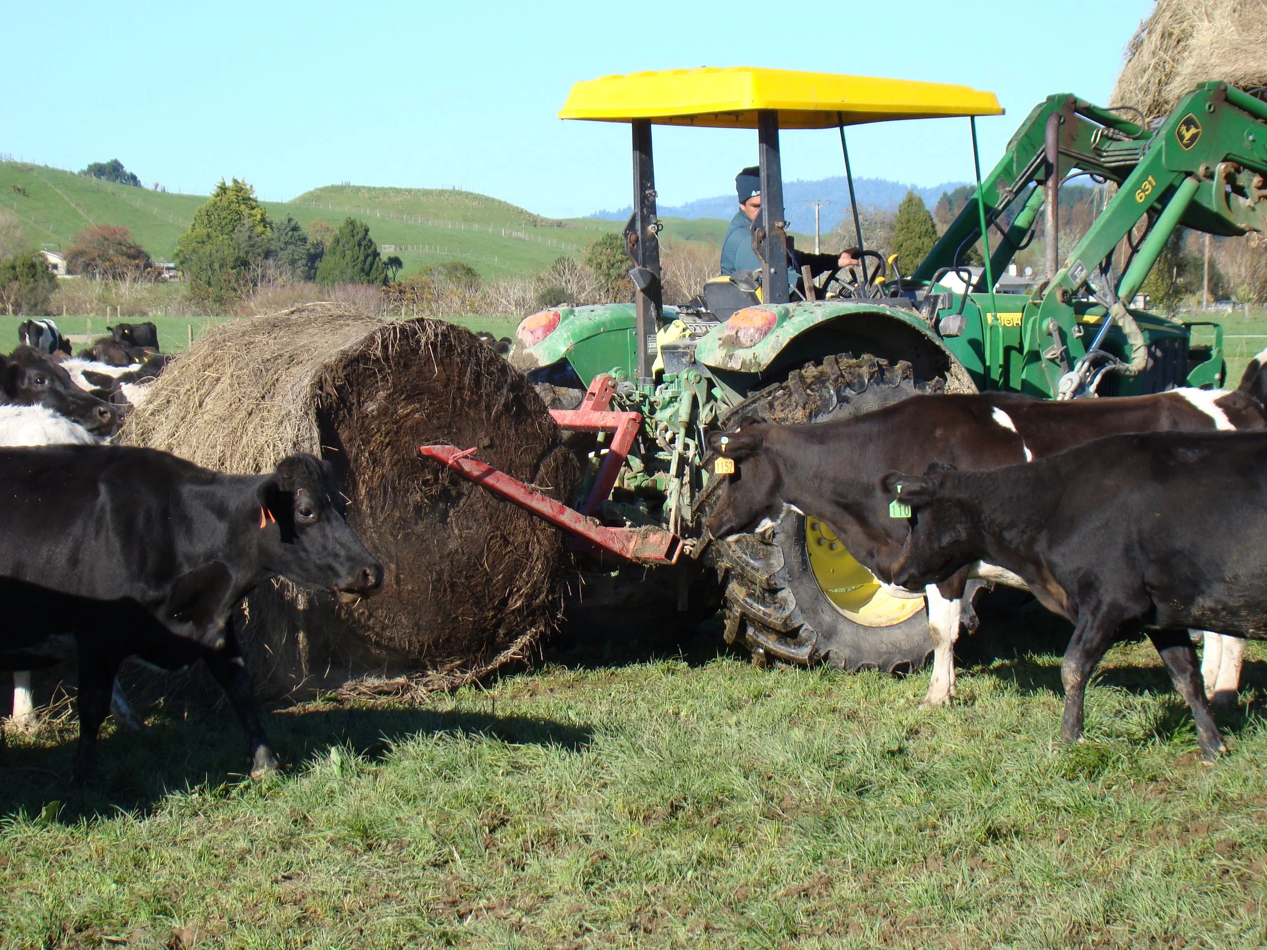 Feeding out hay Dairy 1.jpg