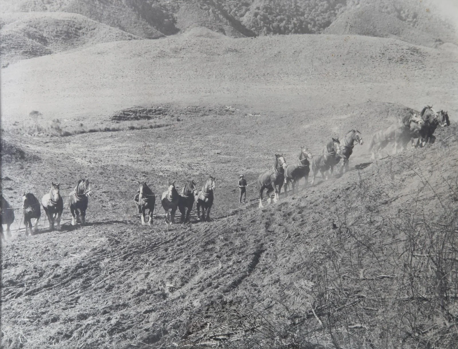 shareholder directory.jpg