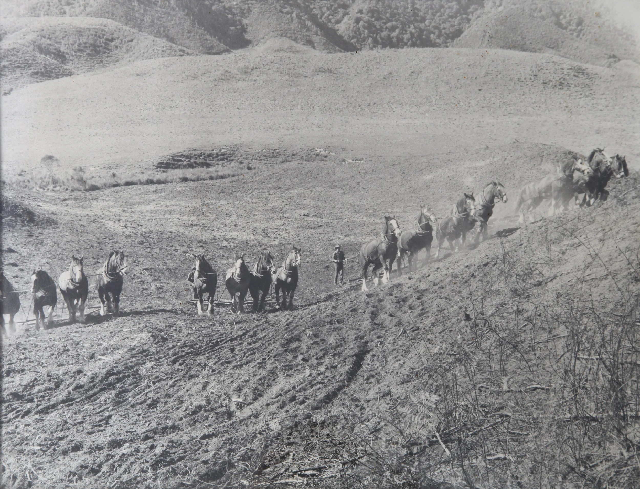 4 Teams of Clydesdales.jpg