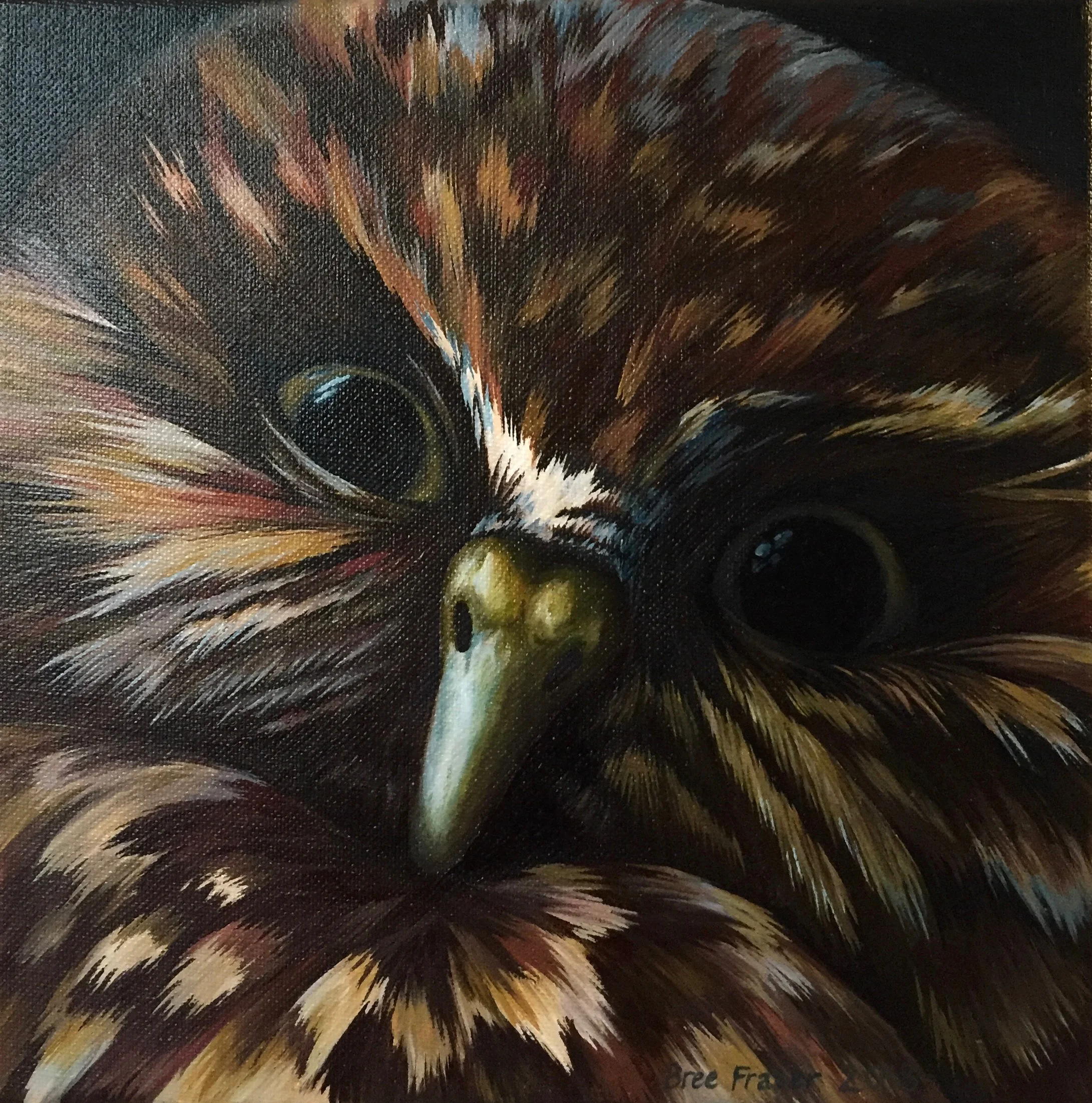 New Zealand Native Birds: Ruru