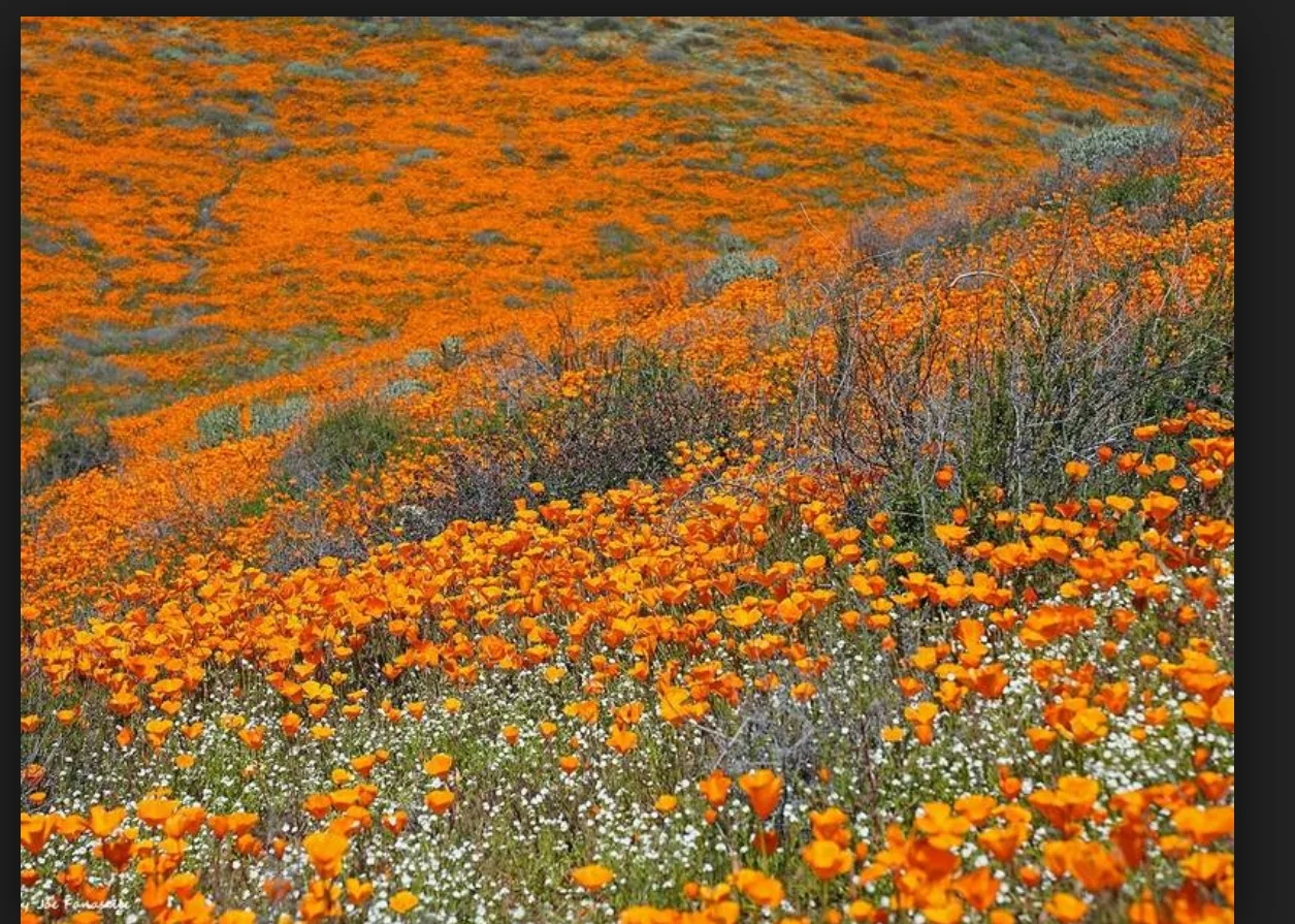 POPPIES &amp; PJ's . - FIELD TRIP 