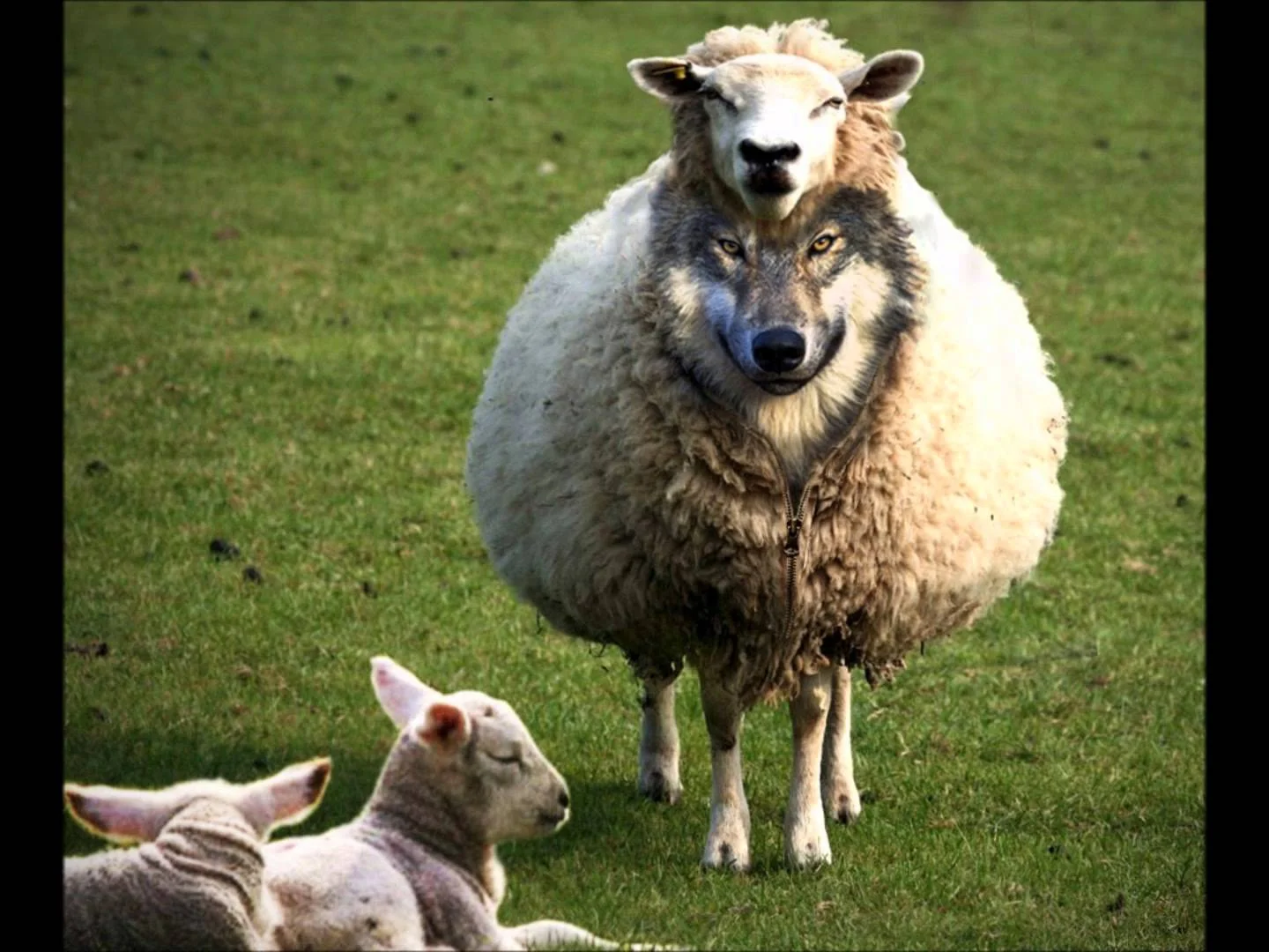 wolfinsheepsclothing.jpg
